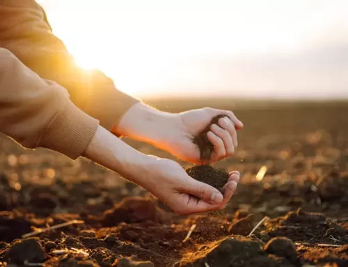 La importancia del NPK en los fertilizantes y su impacto en el crecimiento de las plantas